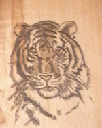 Tigre